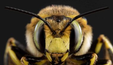 Ils cherchaient des mammifères disparus. Ils ont trouvé des abeilles qui squattaient leurs squelettes pour en faire des nurseries