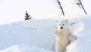 le véritable super-prédateur de l'Arctique se cache au fond de l'océan