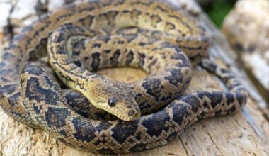 Il existe un serpent qui chasse… en groupe