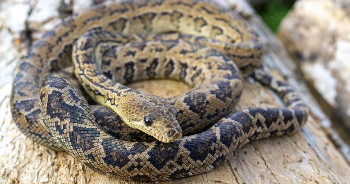 Il existe un serpent qui chasse… en groupe