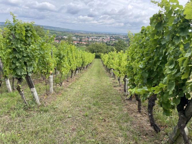 rosheim vigne