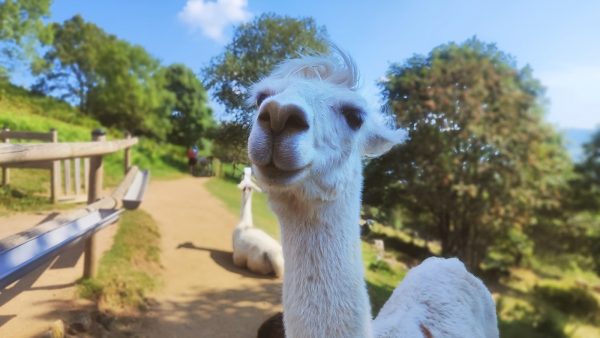 Montagne des lamas alpagas vosges la bresse