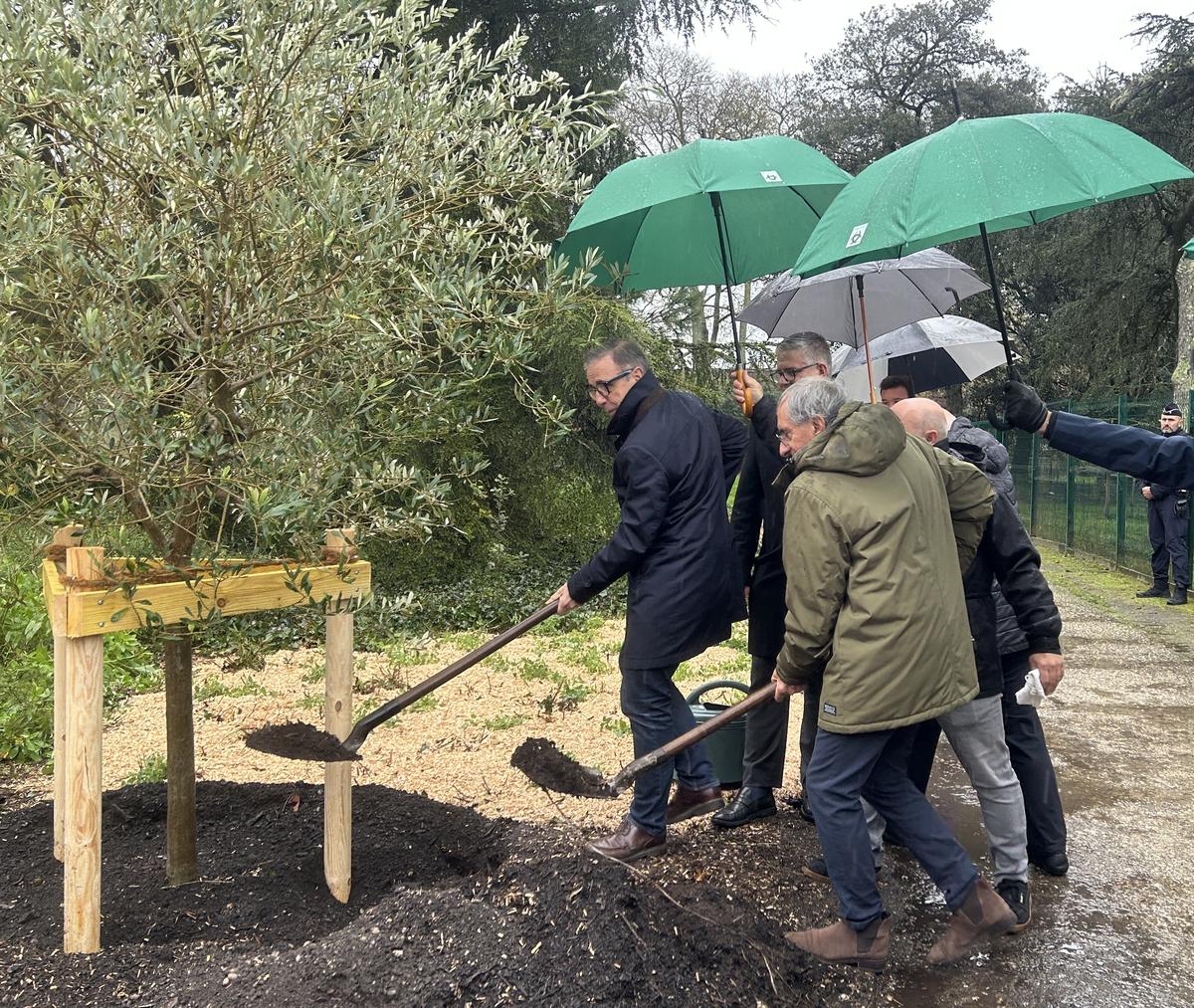 À Bordeaux, un olivier planté en mémoire d’Ilan Halimi