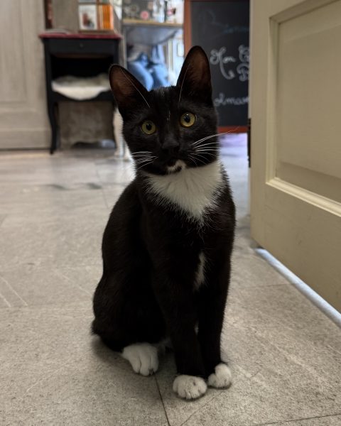 Oscar Mon Chat Pitre