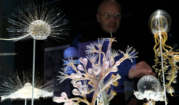 Les œuvres en verre des Blaschka au musée zoologique de Strasbourg.   Photo Laurent Réa