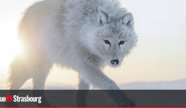 les photographies de Vincent Munier au musée des Beaux-arts