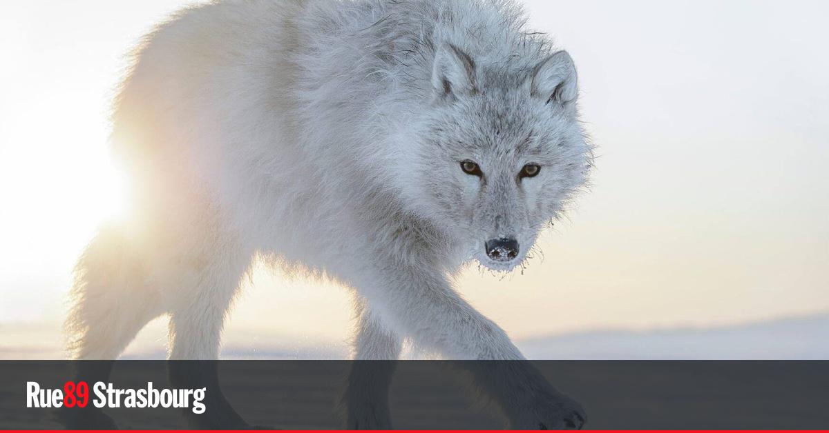 les photographies de Vincent Munier au musée des Beaux-arts
