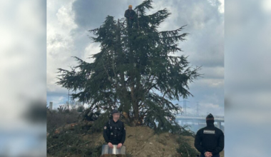 Blocages autour de Toulouse. Au bord de l'A64, un agriculteur perché dans un sapin : "C'est un battant"