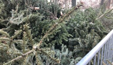 CARTE. Découvrez les 17 points de collecte pour recycler votre sapin de Noël à Lille
