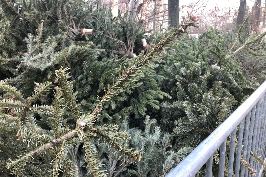 CARTE. Découvrez les 17 points de collecte pour recycler votre sapin de Noël à Lille