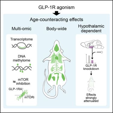 médicament vieillissement