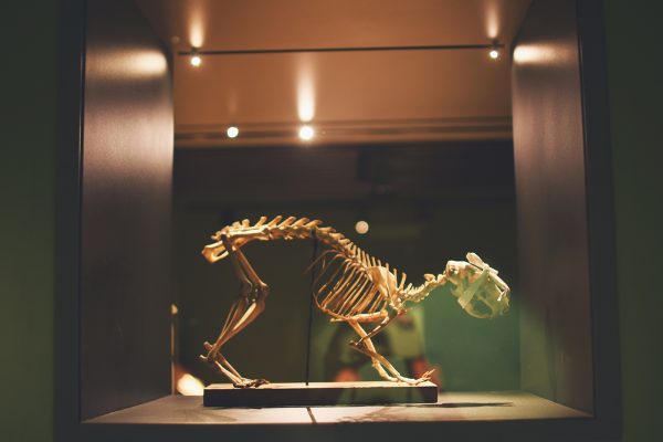 Musée zoologique jardin des sciences (50)