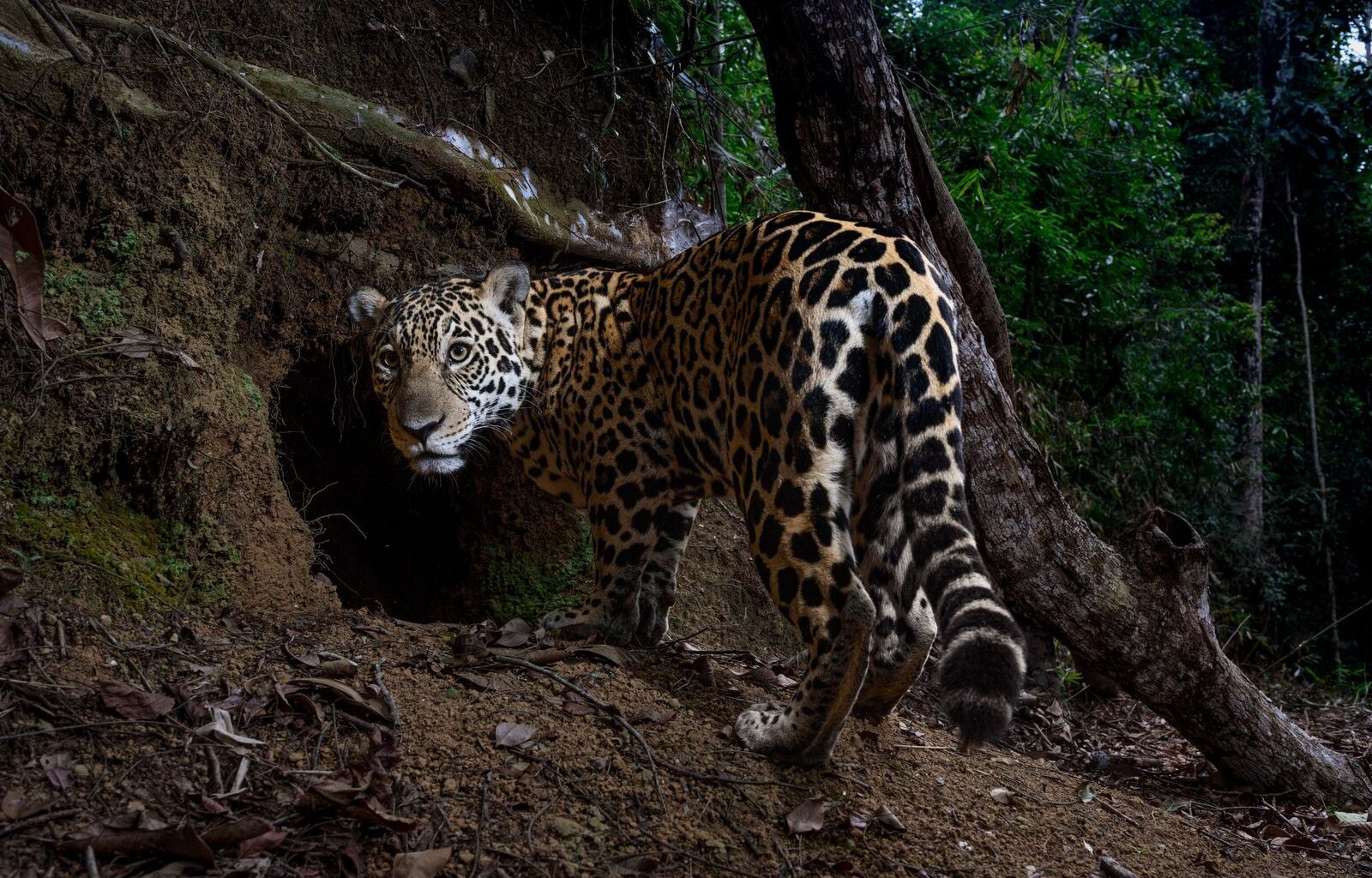 Les meilleures photographies animalières National Geographic de l'année 2025 | National Geographic