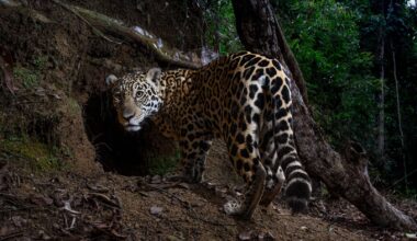 Les meilleures photographies animalières National Geographic de l'année 2025 | National Geographic