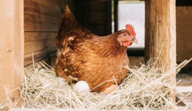 Seul cet ingrédient booste vraiment les œufs en hiver : les éleveurs l’adorent
