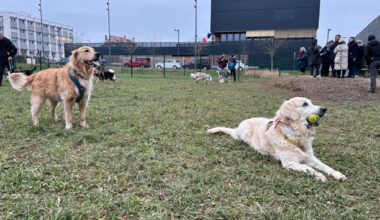 Vidéo. VIDÉO. À Nancy, ce nouveau parc pour laisser courir librement son chien vient d'ouvrir