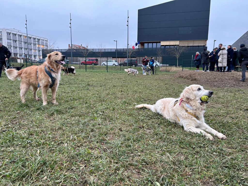 Vidéo. VIDÉO. À Nancy, ce nouveau parc pour laisser courir librement son chien vient d'ouvrir