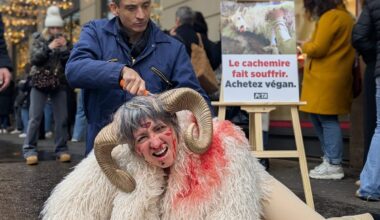 Paris. Une militante déguisée en chèvre se fait "tondre" près des Grands Magasins pour faire passer un message