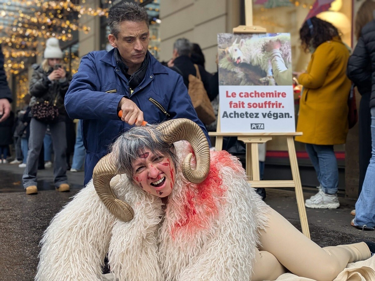 Paris. Une militante déguisée en chèvre se fait "tondre" près des Grands Magasins pour faire passer un message
