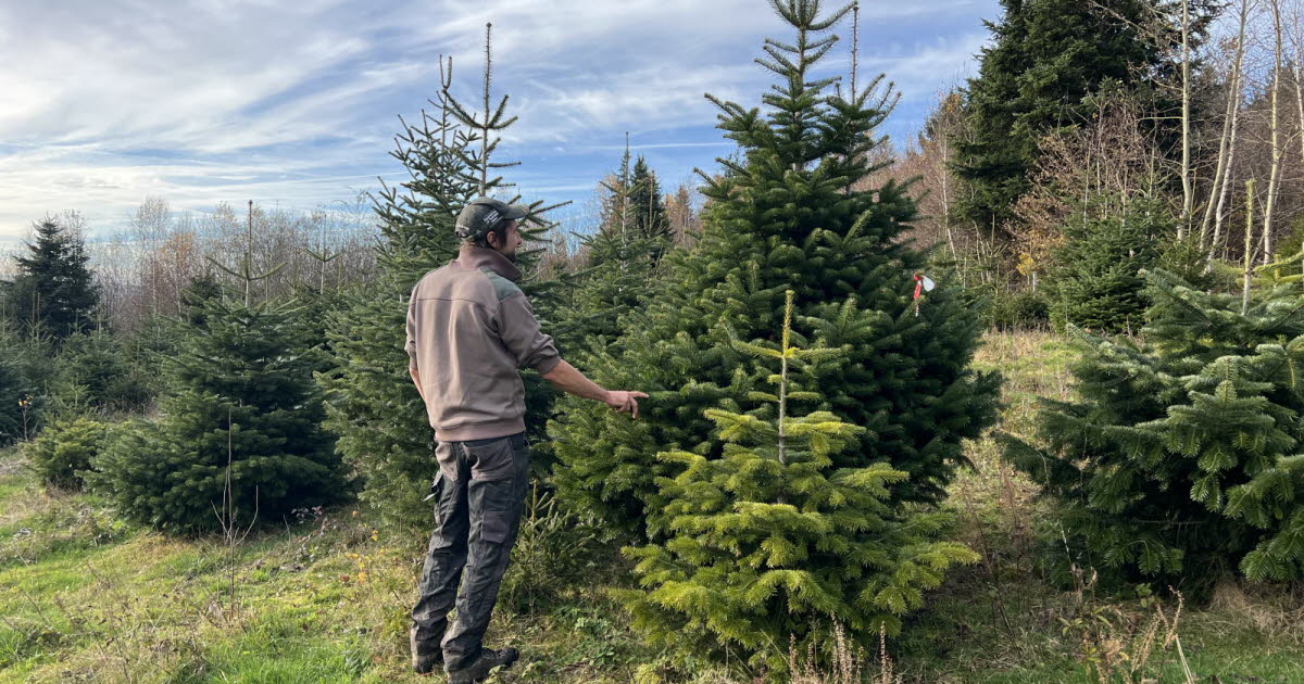 Grenoble. Le marché aux sapins revient dès samedi boulevard Clémenceau