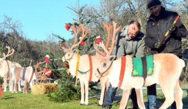 Oberhaslach. Les rennes du père Noël font escale au village