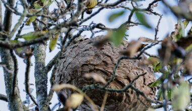 Lingolsheim. Contre le frelon asiatique, la commune dégaine un plan de lutte global