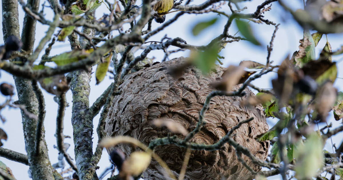 Lingolsheim. Contre le frelon asiatique, la commune dégaine un plan de lutte global