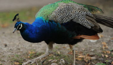 levée de la zone réglementée, mais le parc Friedel est toujours fermé