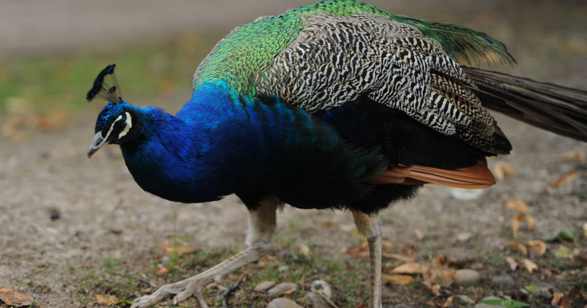 levée de la zone réglementée, mais le parc Friedel est toujours fermé