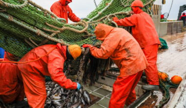 Politique. L'UE s'accorde sur les nouveaux quotas de pêche, baisse drastique pour le maquereau