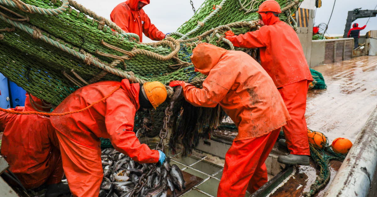 Politique. L'UE s'accorde sur les nouveaux quotas de pêche, baisse drastique pour le maquereau