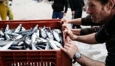 Pêche. Pour préserver le maquereau, l’Union européenne réduit ses quotas