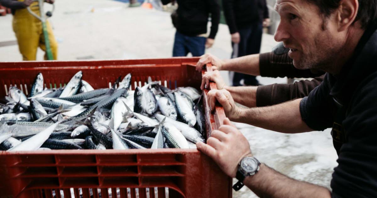 Pêche. Pour préserver le maquereau, l’Union européenne réduit ses quotas