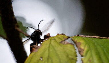 Strasbourg. Jean-Philippe Maurer demande un plan départemental de lutte contre les frelons asiatiques