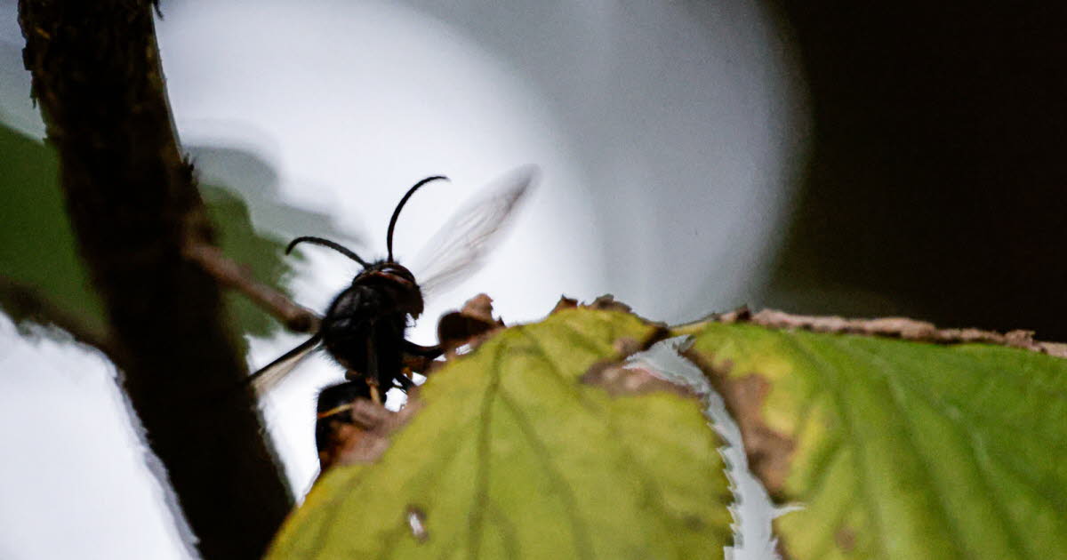 Strasbourg. Jean-Philippe Maurer demande un plan départemental de lutte contre les frelons asiatiques