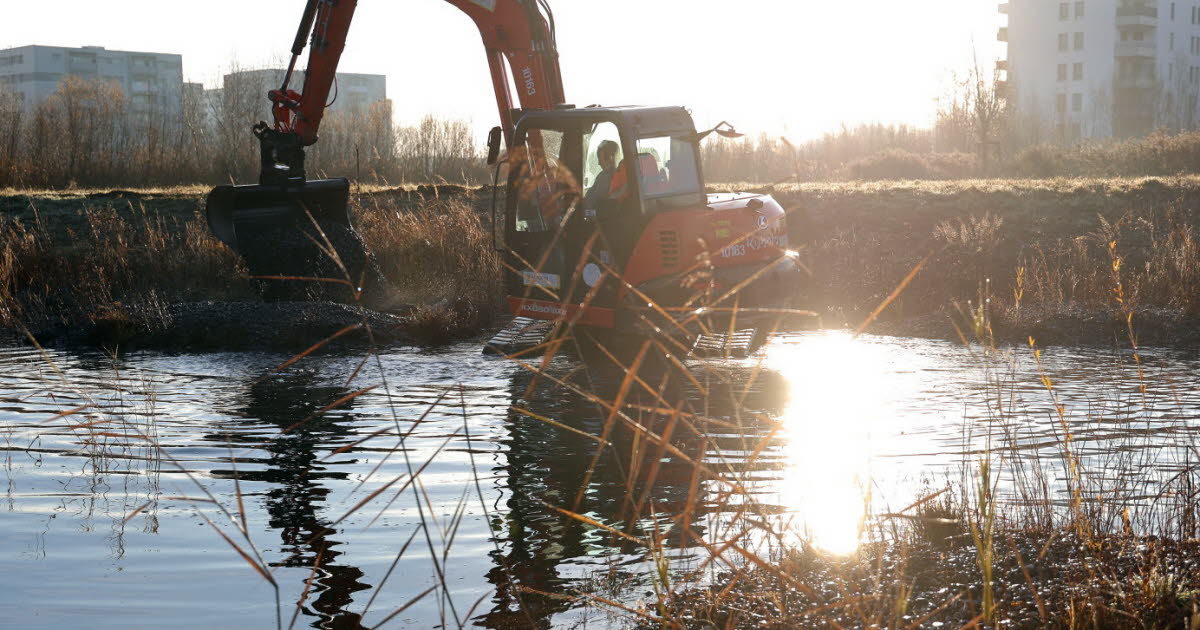un écoquartier où il ne fait pas bon vivre pour le crapaud vert