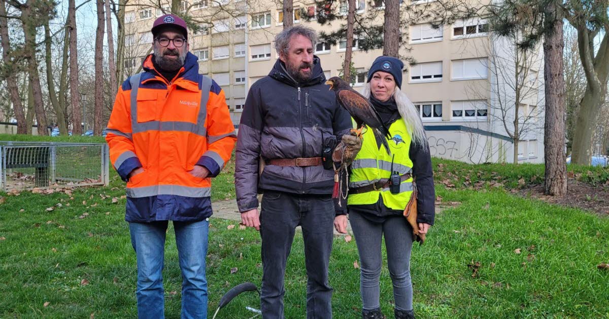 Maxéville. Face au retour massif des étourneaux, des fauconniers à la rescousse au quartier Champ-le-Boeuf