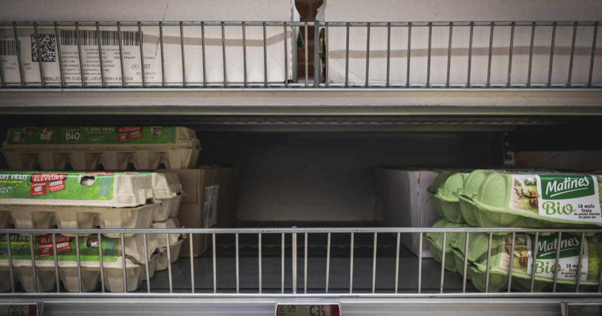 Décryptage. Mais pourquoi l’œuf, star de nos assiettes, se fait plus rare dans nos rayons ?