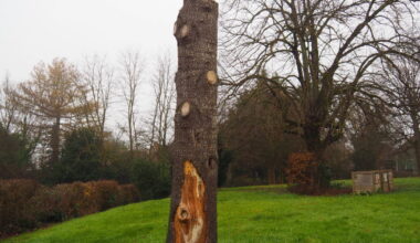 La Chapelle-Thècle. 2 000 € pour réaliser la sculpture sur l’arbre de la liberté