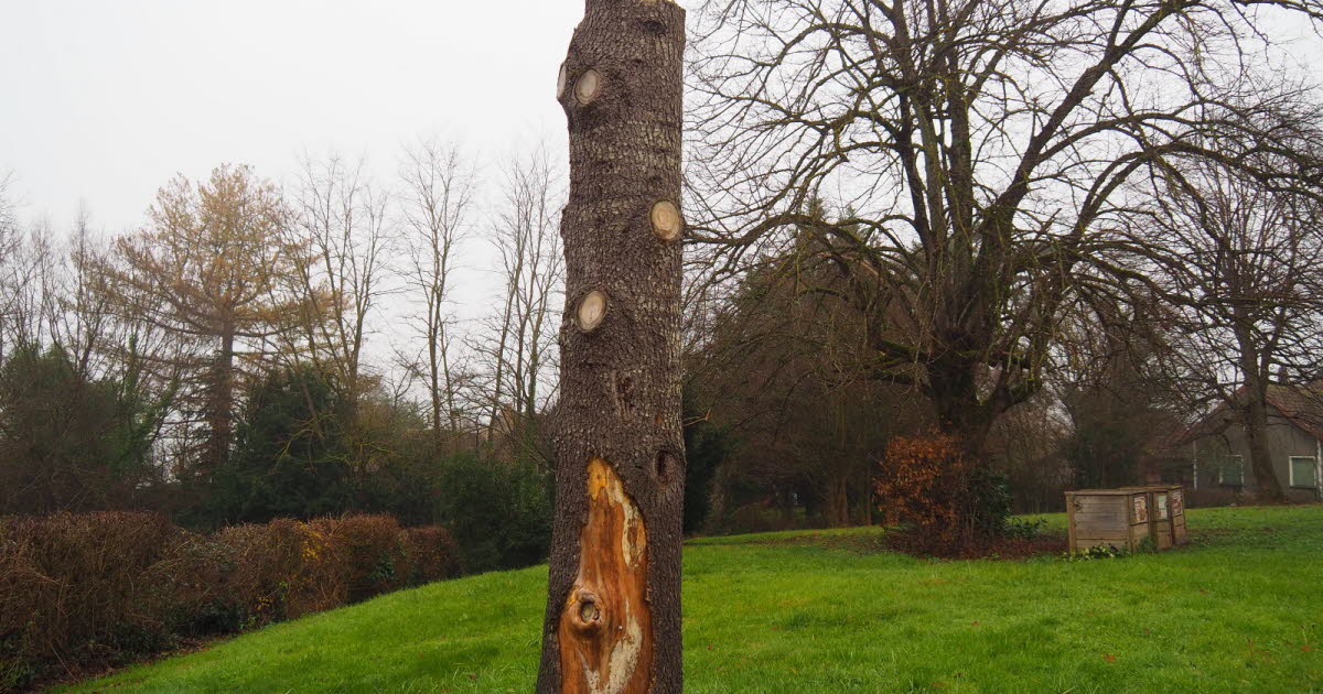 La Chapelle-Thècle. 2 000 € pour réaliser la sculpture sur l’arbre de la liberté