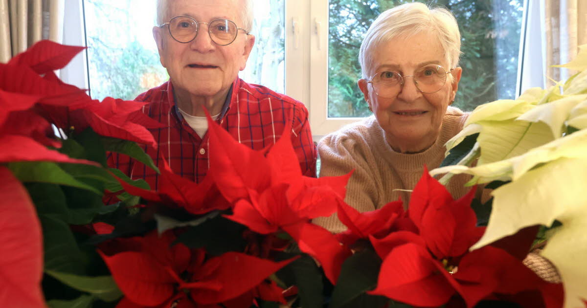 Horticulture. Strasbourg, berceau français oublié de l’étoile de Noël