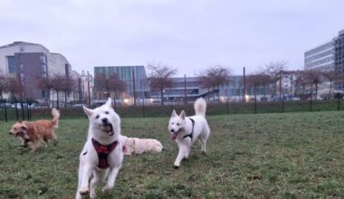 Nancy. Un nouvel espace de liberté pour les chiens ouvre avec accès sécurisé et zone de détente