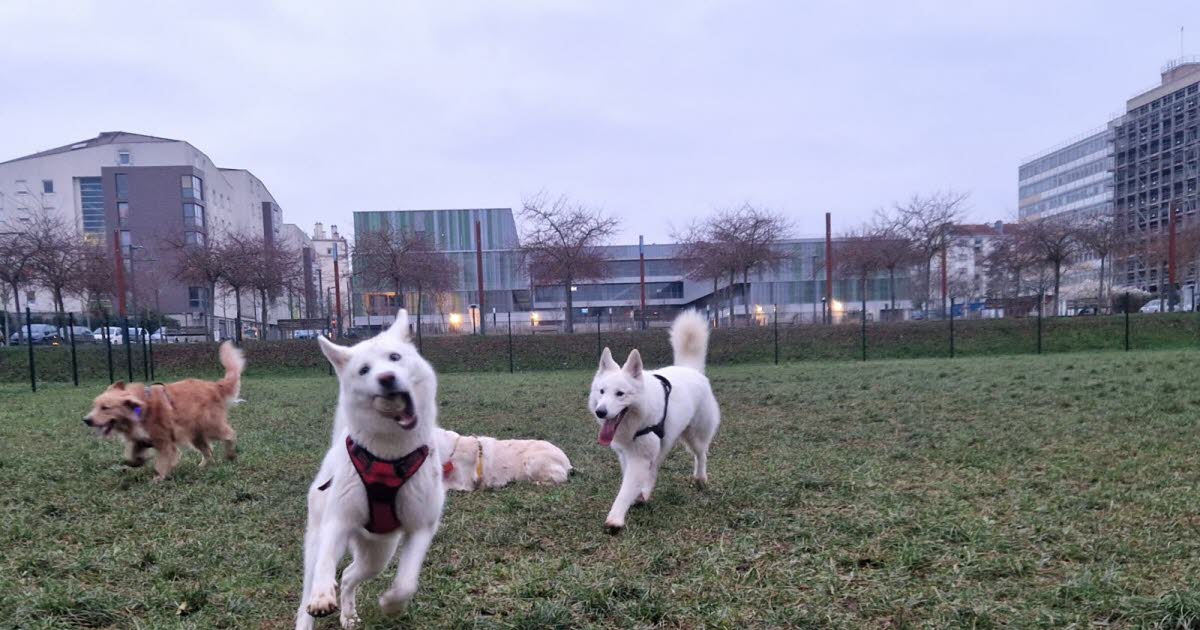 Nancy. Un nouvel espace de liberté pour les chiens ouvre avec accès sécurisé et zone de détente