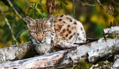 Photos. La nature dans le Doubs : nos plus beaux clichés de 2025
