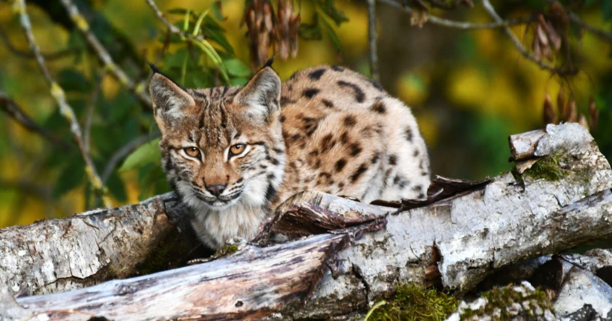 Photos. La nature dans le Doubs : nos plus beaux clichés de 2025