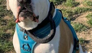 qui adopterait Maya, une American staff de 9 ans ?