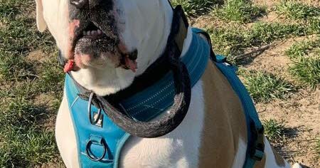 qui adopterait Maya, une American staff de 9 ans ?