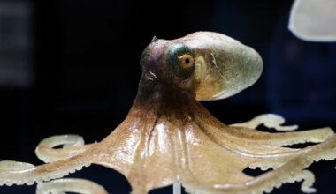 Strasbourg. Les invertébrés en verre des Blaschka, à la croisée de l’art et de la science au Musée zoologique