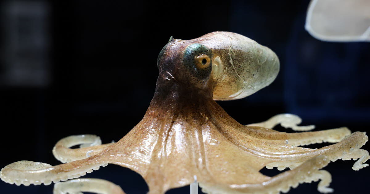 Strasbourg. Les invertébrés en verre des Blaschka, à la croisée de l’art et de la science au Musée zoologique