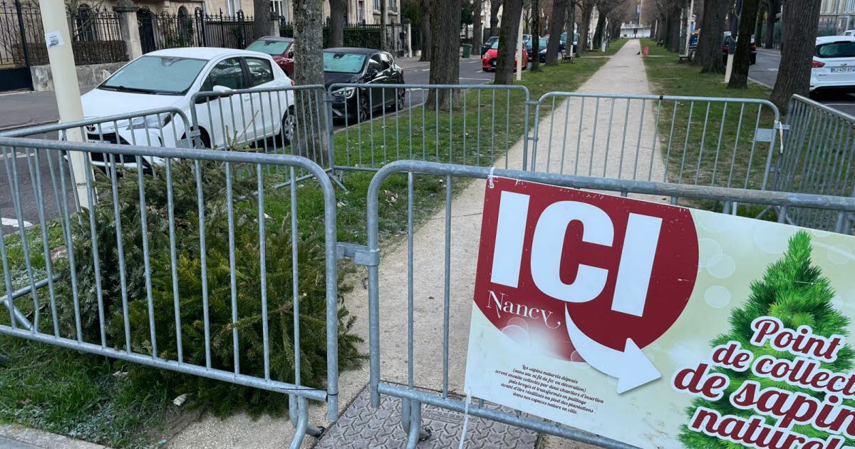 Nancy. Les neuf points de collecte de sapins sont opérationnels